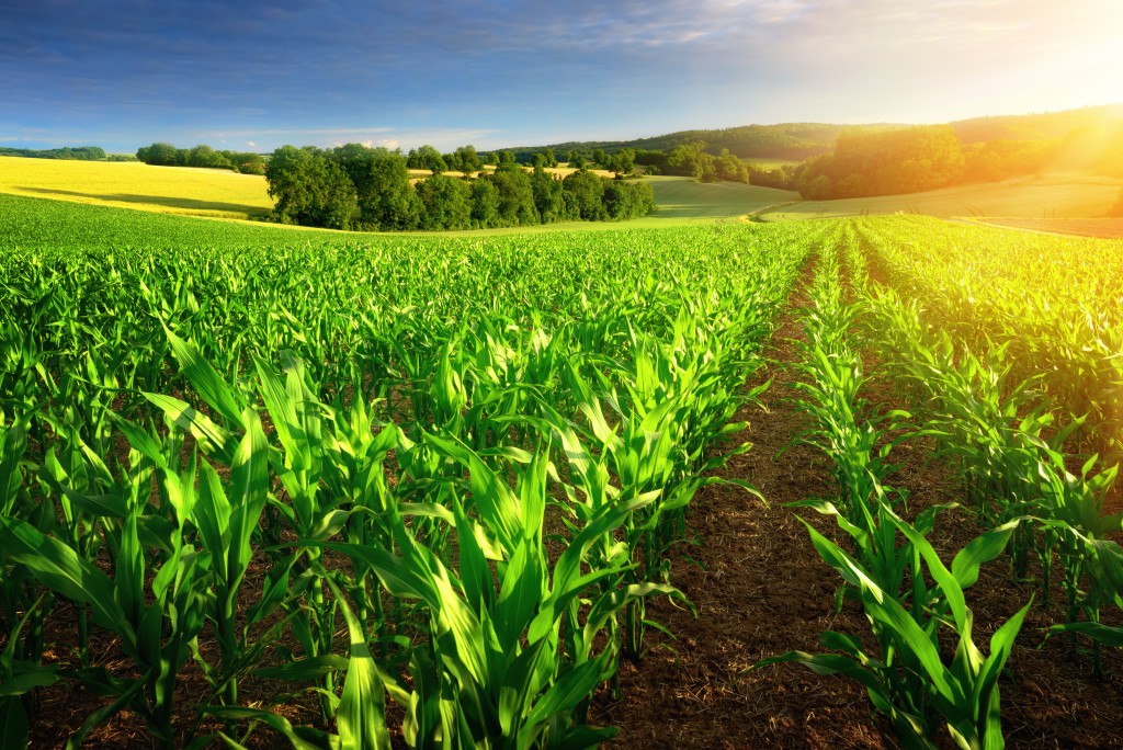 field of crops