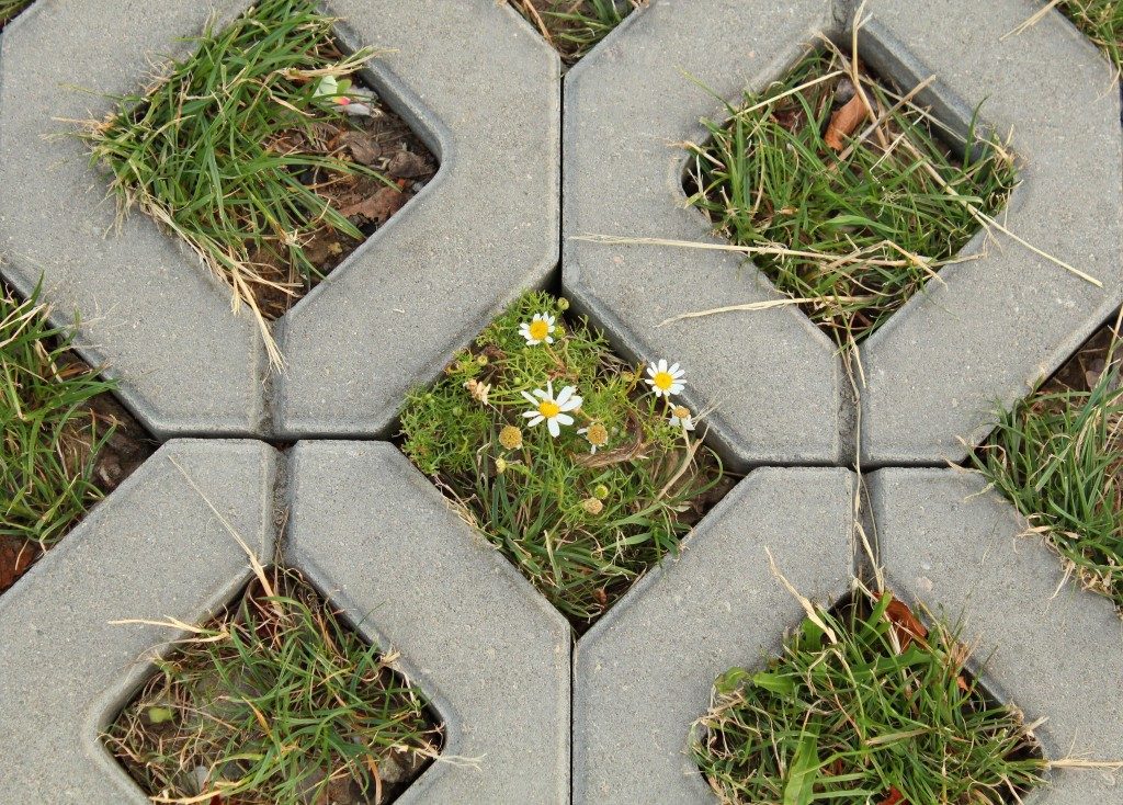 Roman Chamomile and Permeable Pavement