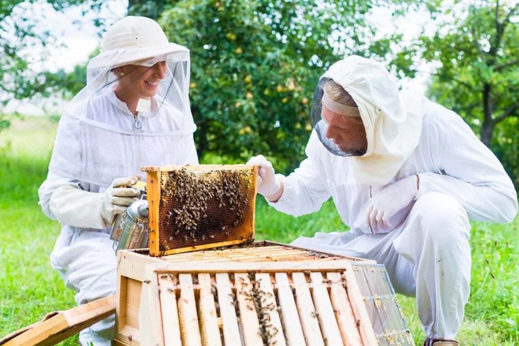 beekeepers handling bees