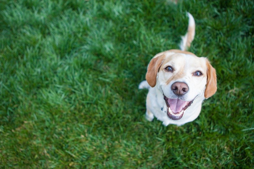 good boy smiling on the grass