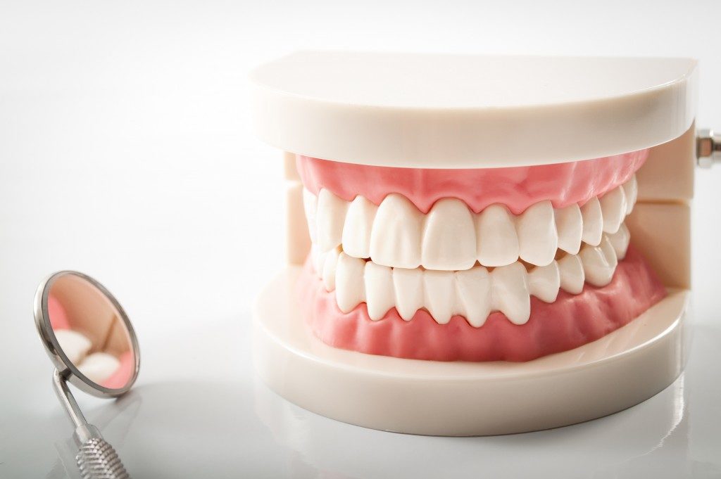 teeth model and dental mirror