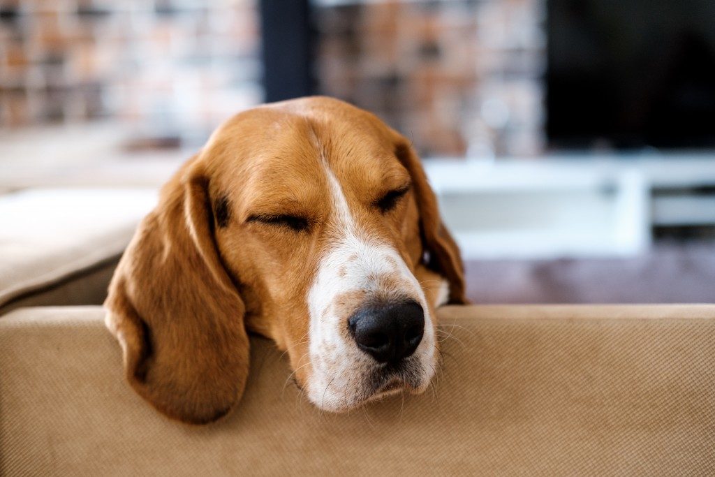 dog sleeping on the couch