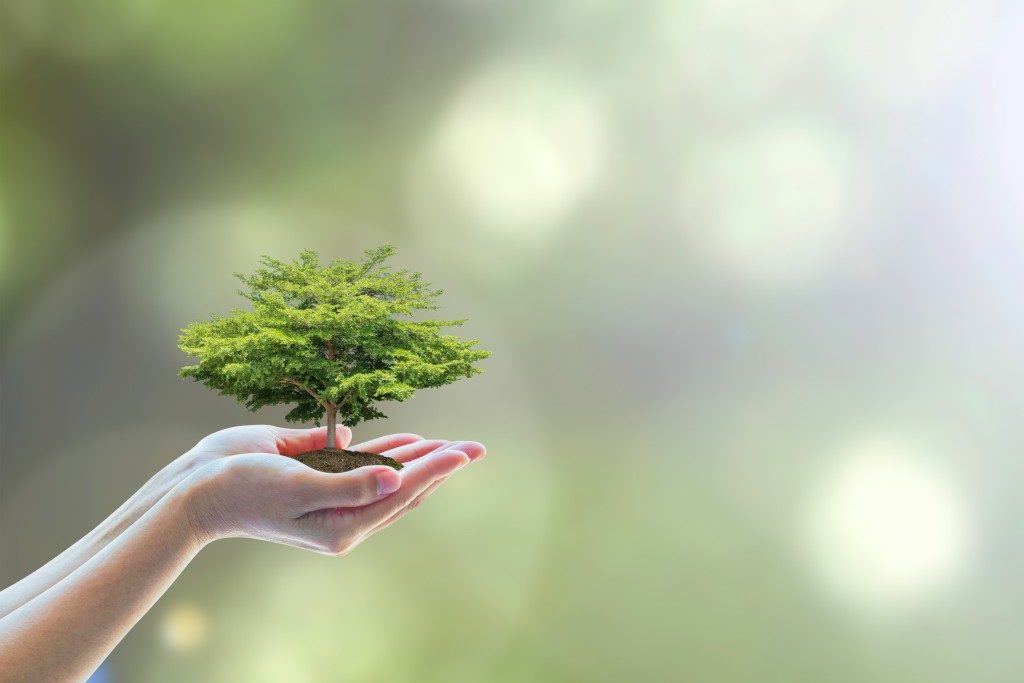 hands holding a small tree