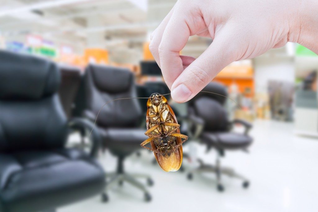 roach inside the office