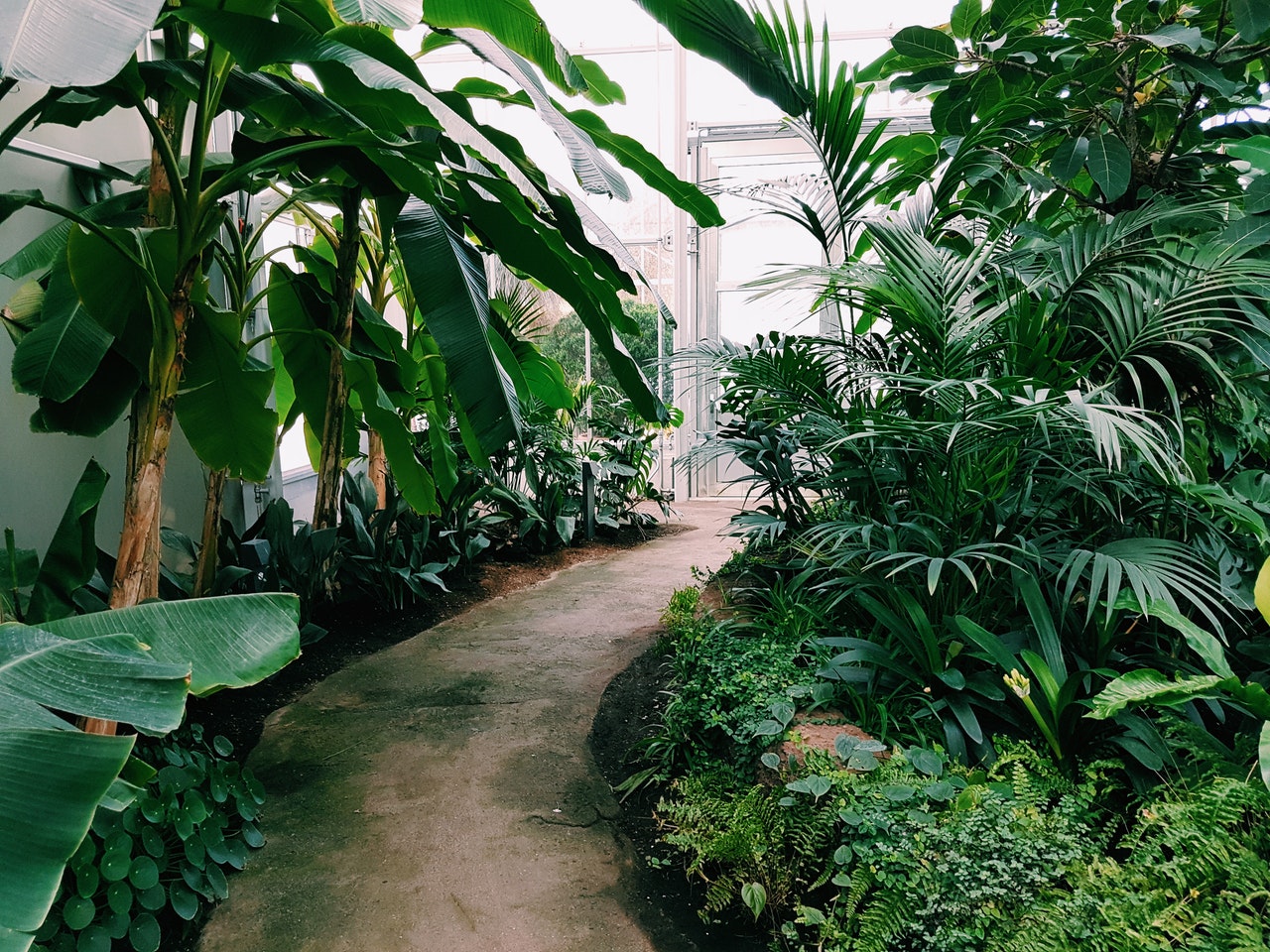 pathway surrounded by plants