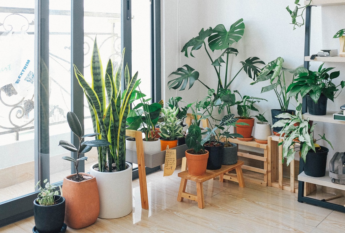 plants beside window